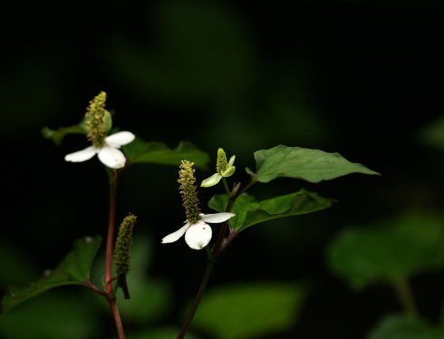 白芨花图片 白芨图片 白芨植物图片图片