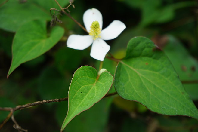 白芨花图片 白芨图片 白芨植物图片图片