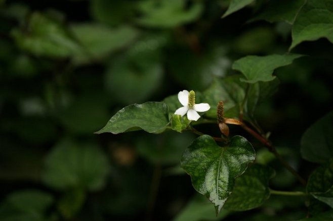 白芨花图片 白芨图片 白芨植物图片图片