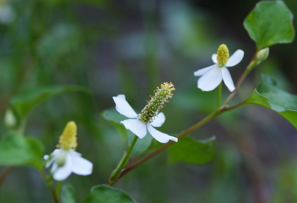 白芨花图片 白芨图片 白芨植物图片图片