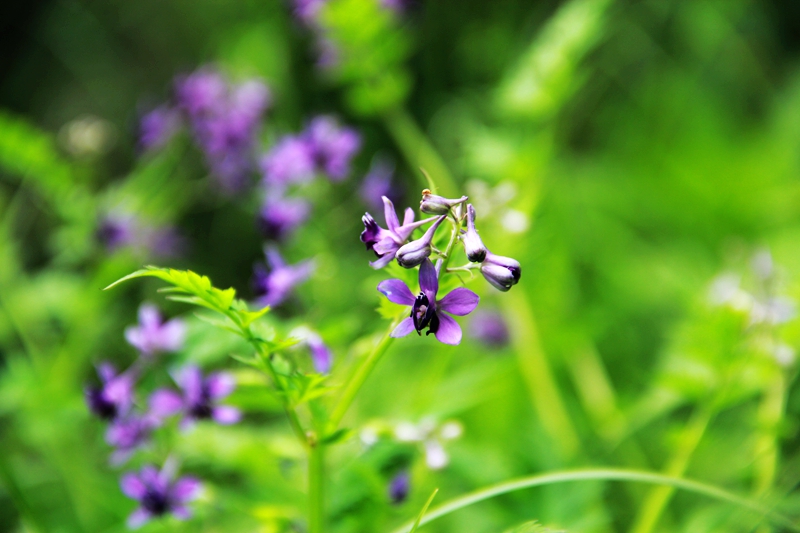 白芨花图片 白芨图片 白芨植物图片图片