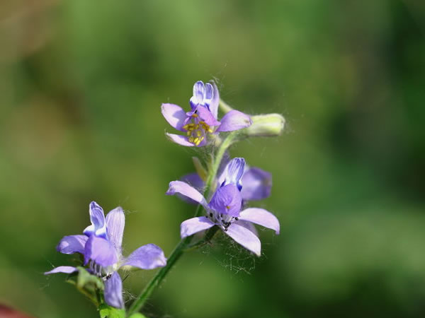 石竹花图片 石竹图片 石竹植物图片图片