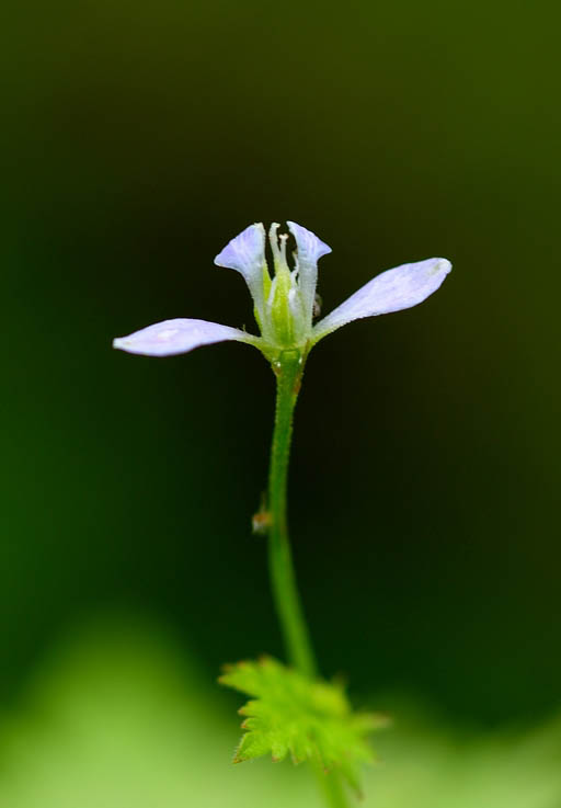 石竹花图片 石竹图片 石竹植物图片图片