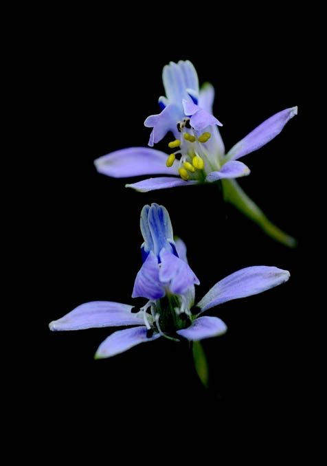 石竹花图片 石竹图片 石竹植物图片图片