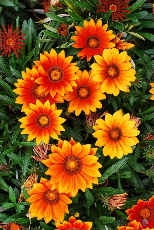 白芨花图片 白芨图片 白芨植物图片图片