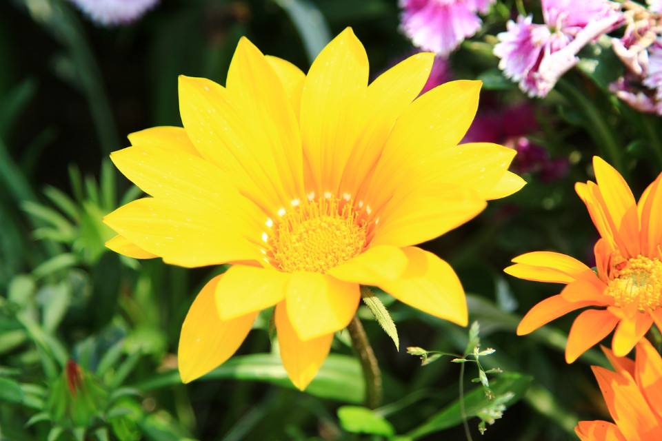 白芨花图片 白芨图片 白芨植物图片图片