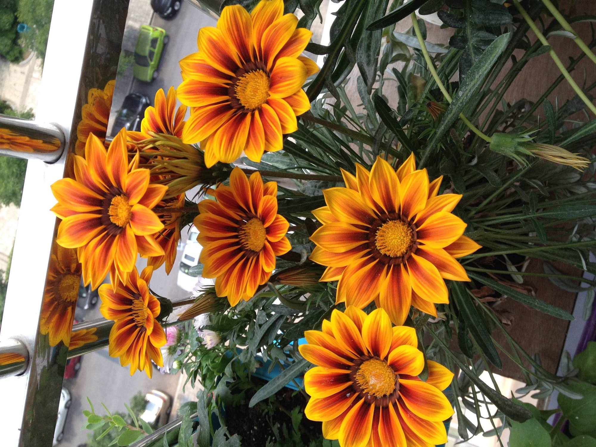 石竹花图片 石竹图片 石竹植物图片图片