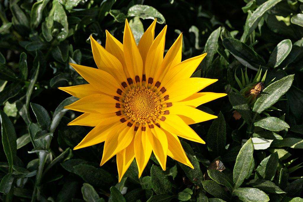石竹花图片 石竹图片 石竹植物图片图片