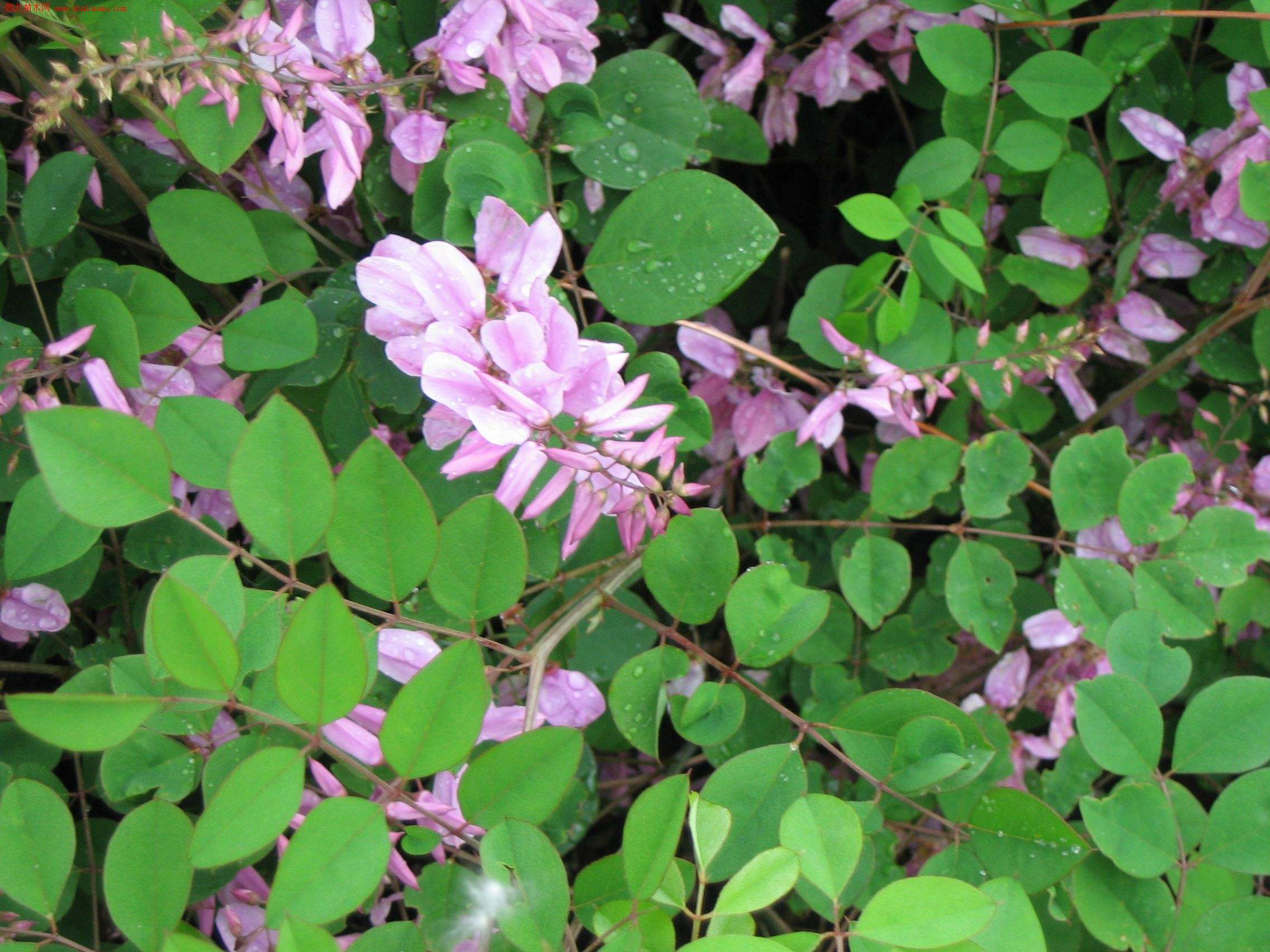 石竹花图片 石竹图片 石竹植物图片图片