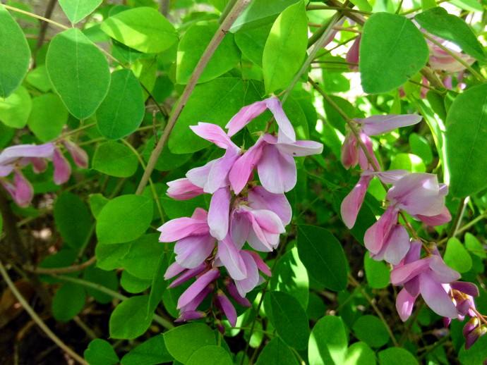 石竹花图片 石竹图片 石竹植物图片图片