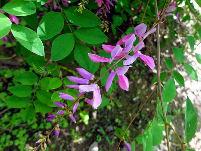 石竹花图片 石竹图片 石竹植物图片图片