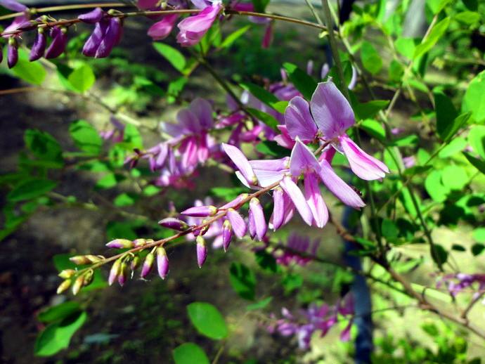石竹花图片 石竹图片 石竹植物图片图片