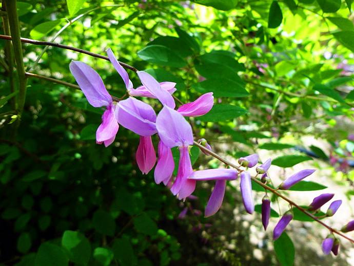 石竹花图片 石竹图片 石竹植物图片图片