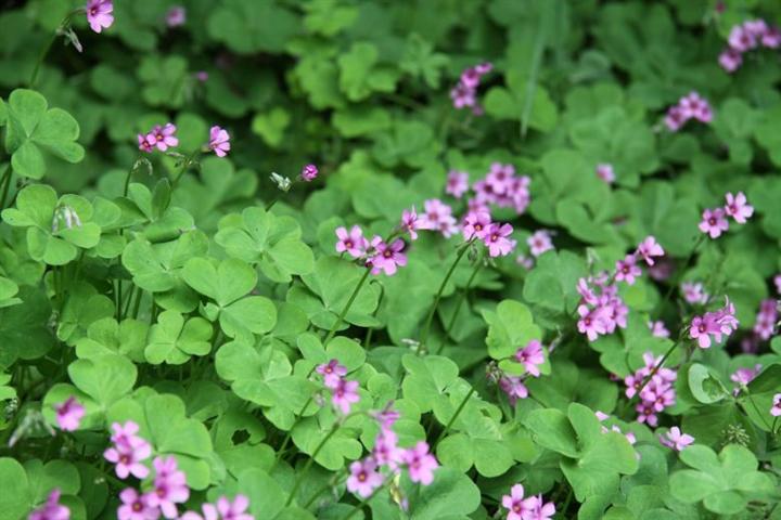 植物图片图片