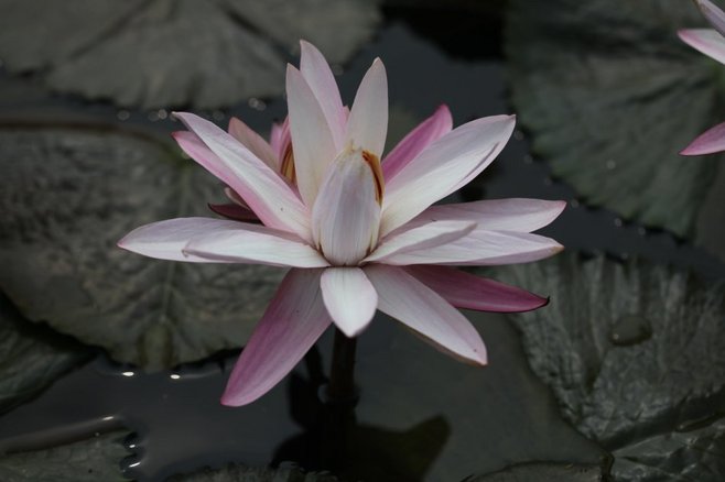 石竹花图片 石竹图片 石竹植物图片图片