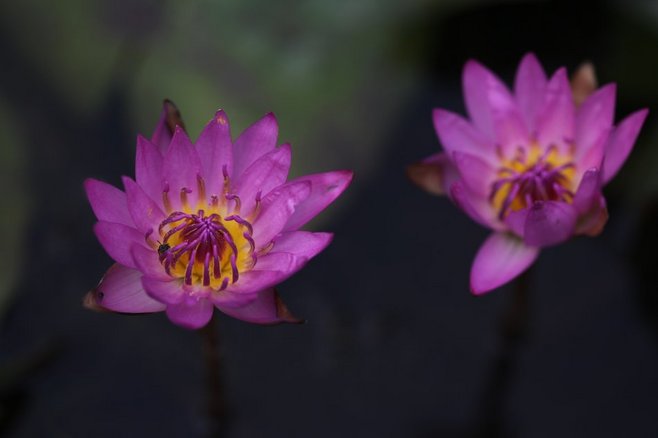 石竹花图片 石竹图片 石竹植物图片图片