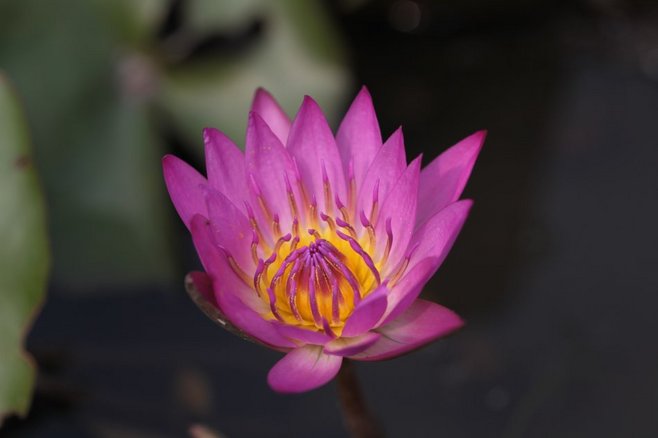 石竹花图片 石竹图片 石竹植物图片图片