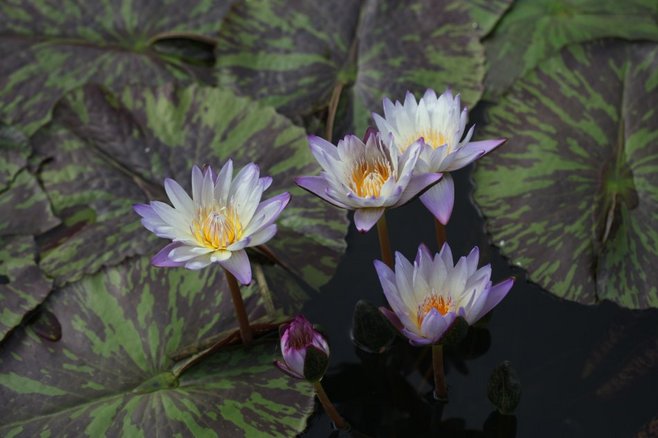 石竹花图片 石竹图片 石竹植物图片图片