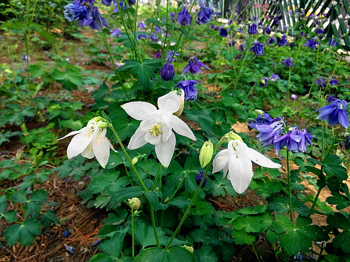 白芨花图片 白芨图片 白芨植物图片图片