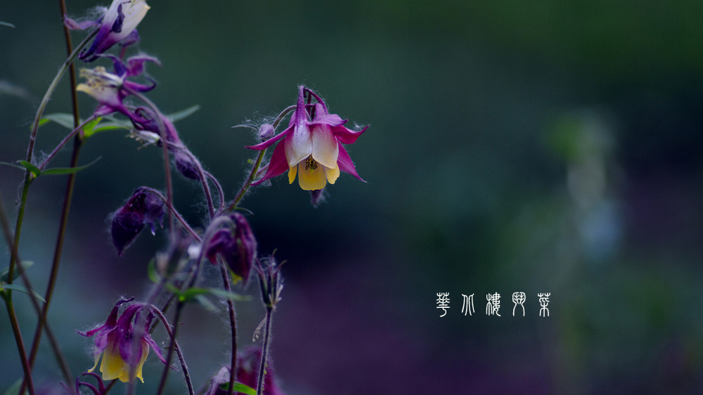 石竹花图片 石竹图片 石竹植物图片图片