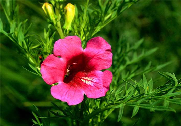 石竹花图片 石竹图片 石竹植物图片图片
