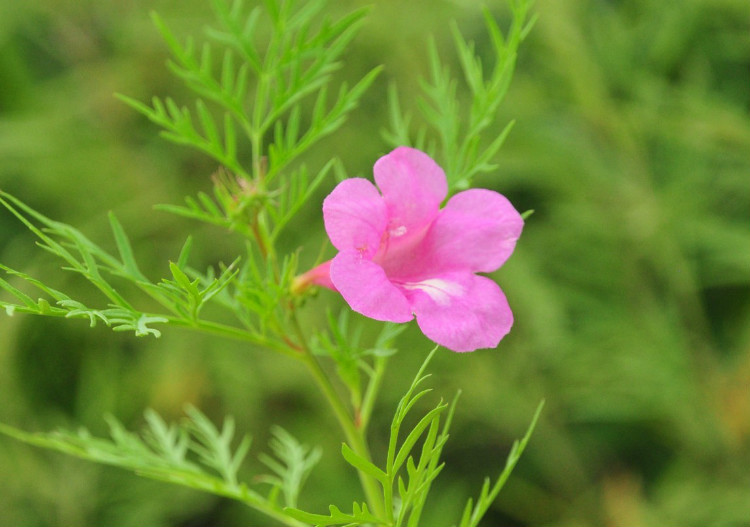 白芨花图片 白芨图片 白芨植物图片图片