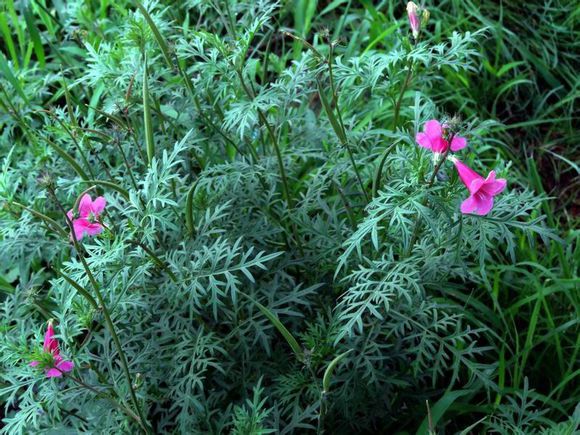 白芨花图片 白芨图片 白芨植物图片图片