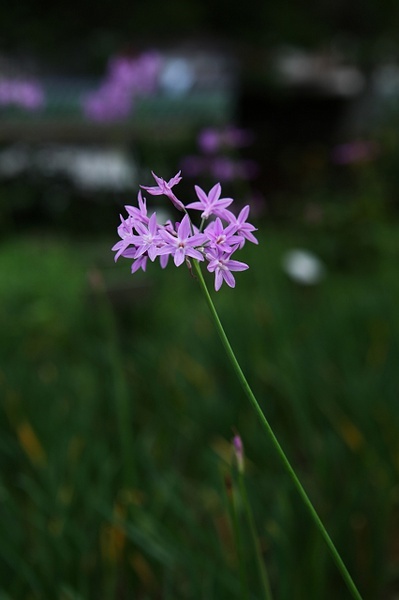 石竹花图片 石竹图片 石竹植物图片图片
