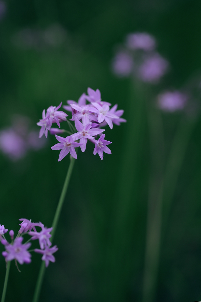 石竹花图片 石竹图片 石竹植物图片图片