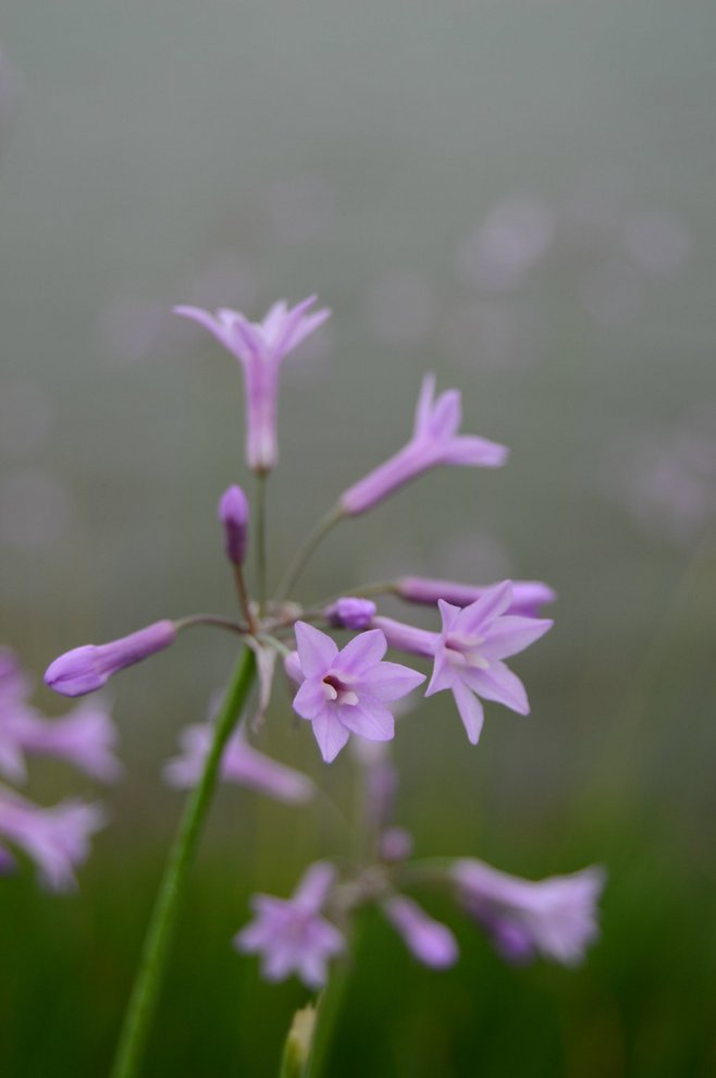 石竹花图片 石竹图片 石竹植物图片图片