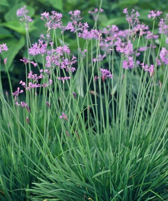 石竹花图片 石竹图片 石竹植物图片图片