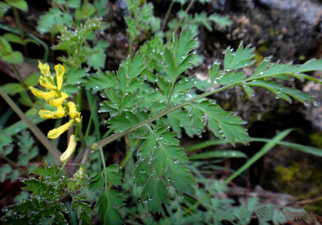 石竹花图片 石竹图片 石竹植物图片图片