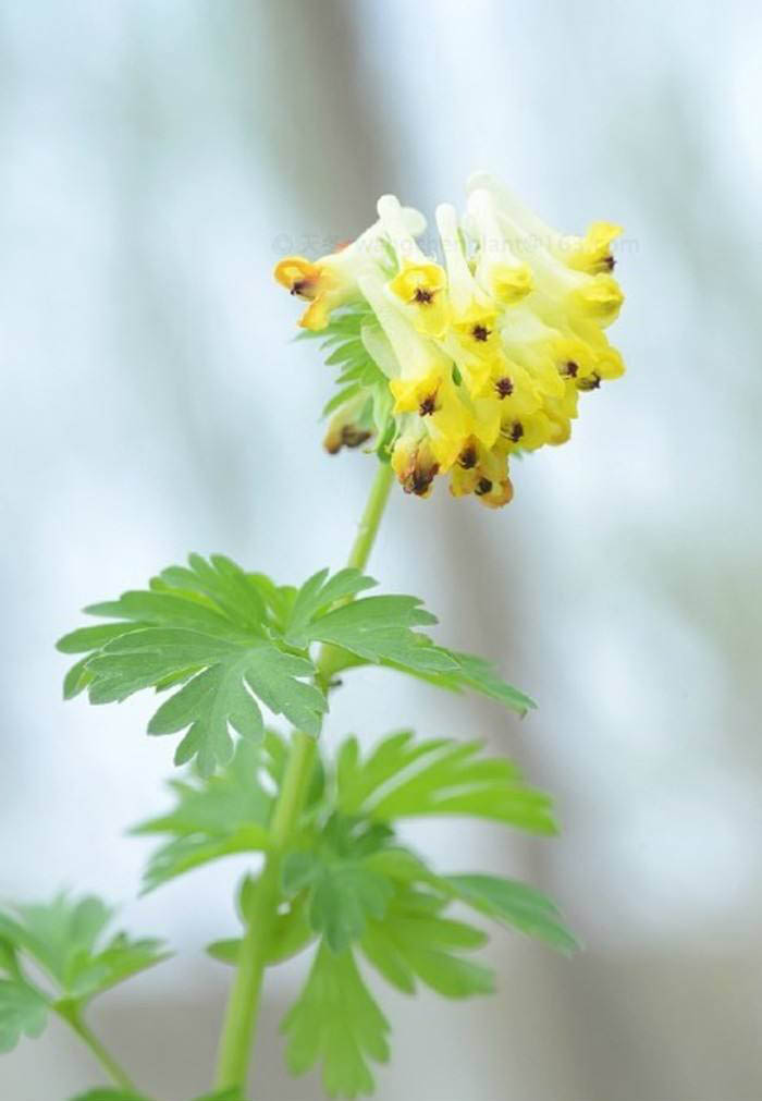 石竹花图片 石竹图片 石竹植物图片图片