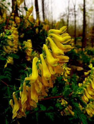 白芨花图片 白芨图片 白芨植物图片图片
