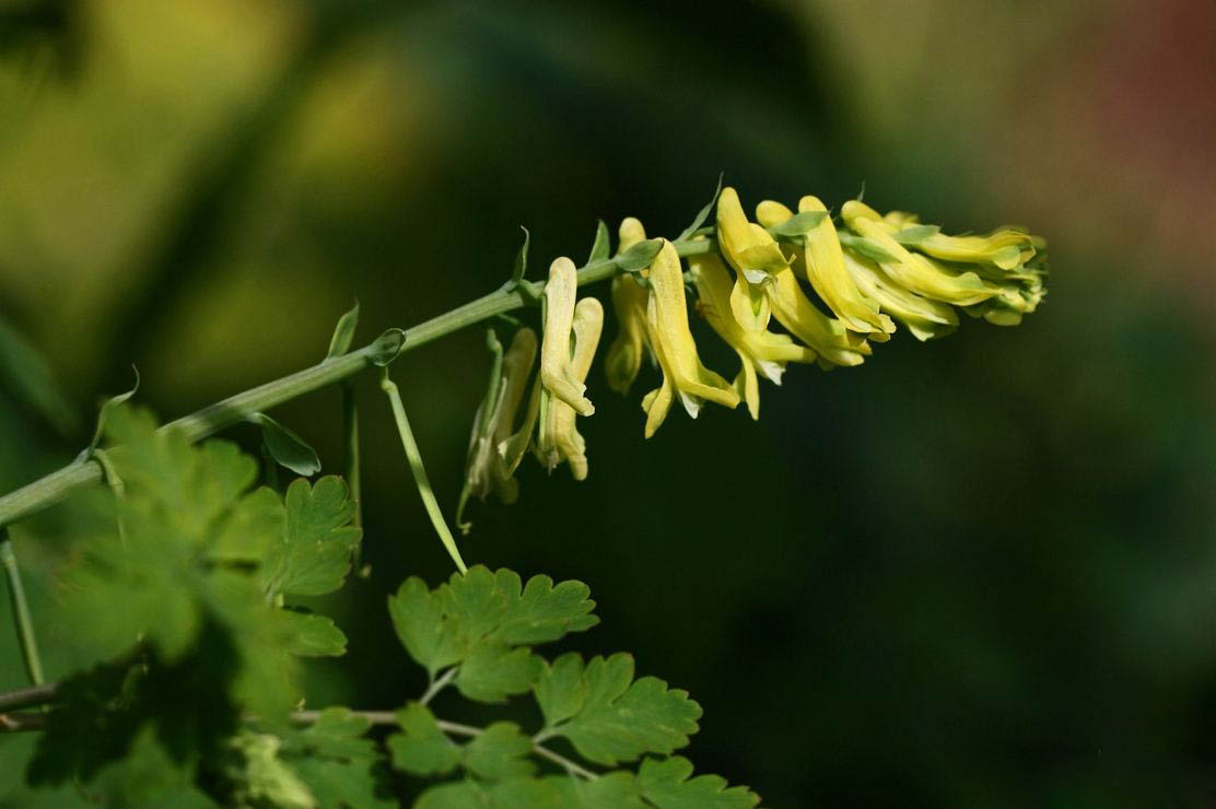 石竹花图片 石竹图片 石竹植物图片图片