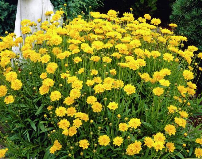 石竹花图片 石竹图片 石竹植物图片图片