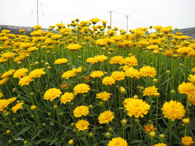 石竹花图片 石竹图片 石竹植物图片图片