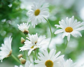 白芨花图片 白芨图片 白芨植物图片图片