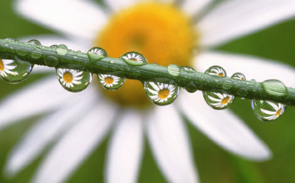 白芨花图片 白芨图片 白芨植物图片图片
