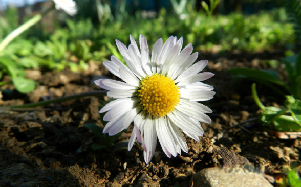 白芨花图片 白芨图片 白芨植物图片图片