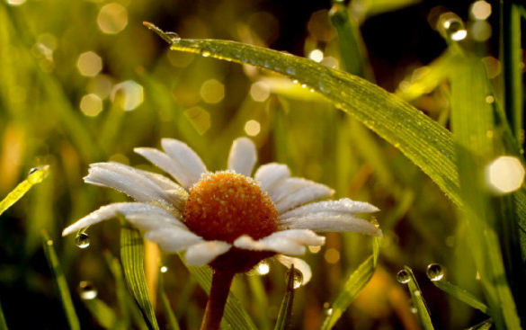 白芨花图片 白芨图片 白芨植物图片图片