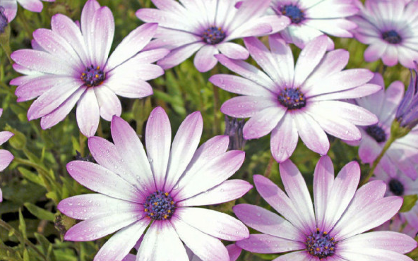 白芨花图片 白芨图片 白芨植物图片图片