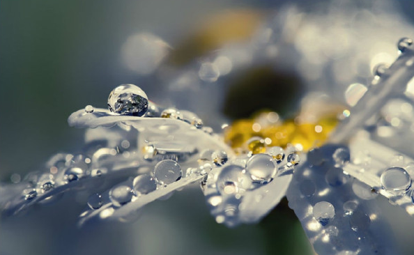 白芨花图片 白芨图片 白芨植物图片图片