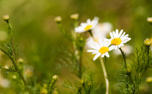 白芨花图片 白芨图片 白芨植物图片图片