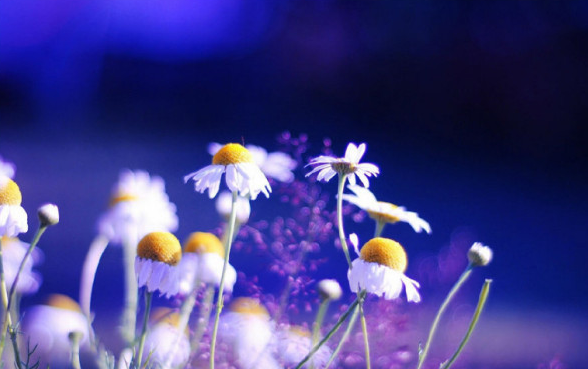 白芨花图片 白芨图片 白芨植物图片图片