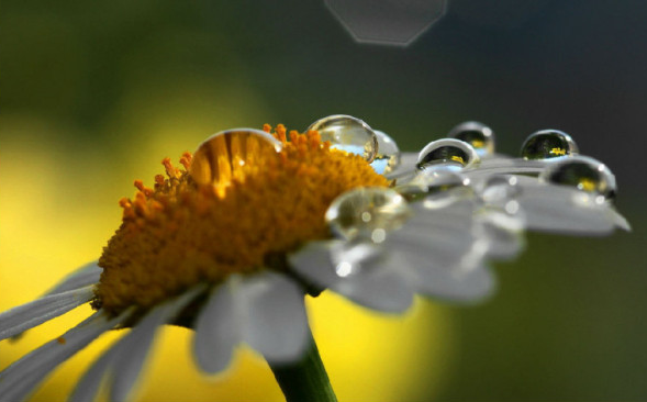 白芨花图片 白芨图片 白芨植物图片图片
