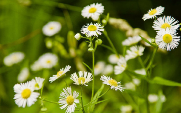白芨花图片 白芨图片 白芨植物图片图片