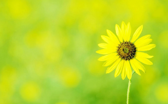 白芨花图片 白芨图片 白芨植物图片图片