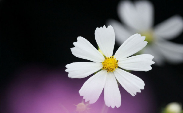 白芨花图片 白芨图片 白芨植物图片图片