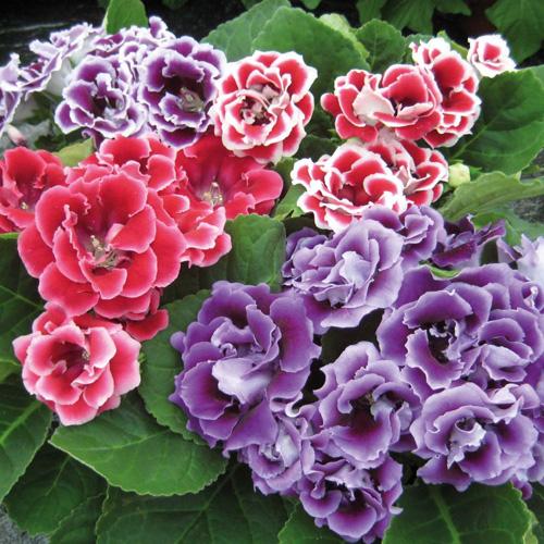 石竹花图片 石竹图片 石竹植物图片图片